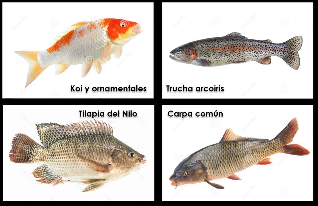 Рыба для вашей аквапоники пазл онлайн