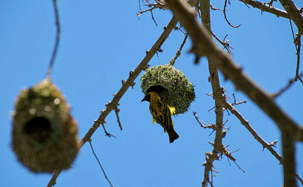 žlutý pták na zelené hnízdo skládačky online