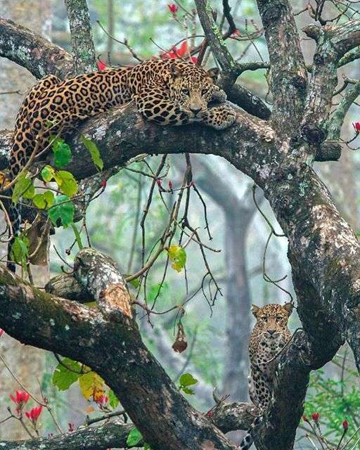 léopards sur un arbre puzzle en ligne