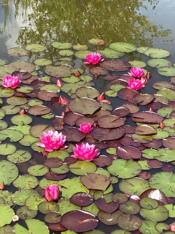 Magical water lilies online puzzle