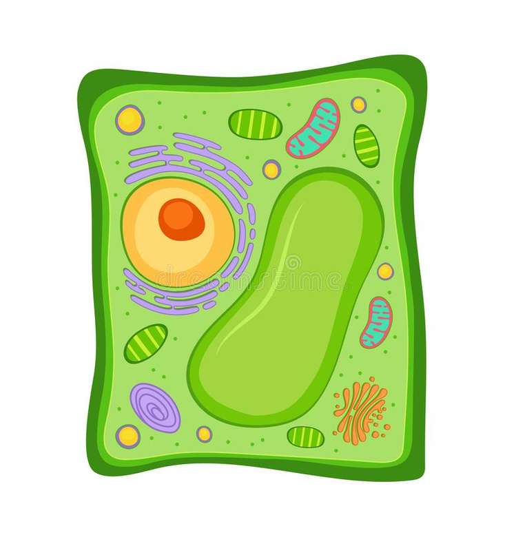 Cell structure and function jigsaw puzzle online