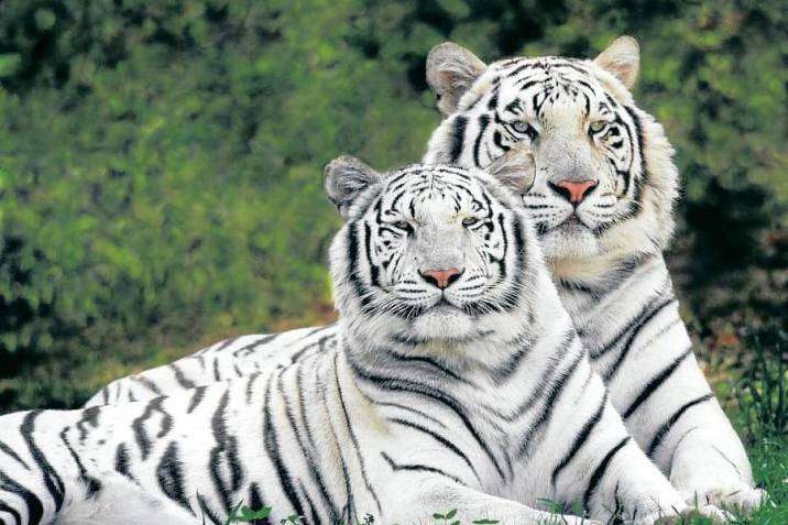 λευκή τίγρης online παζλ