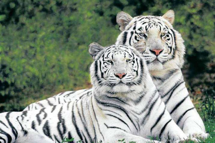 Tigre Blanco rompecabezas en línea