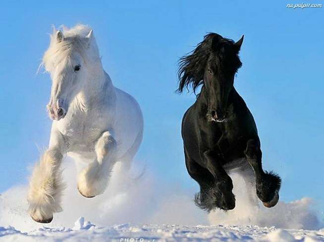 馬、素晴らしい動物 ジグソーパズルオンライン