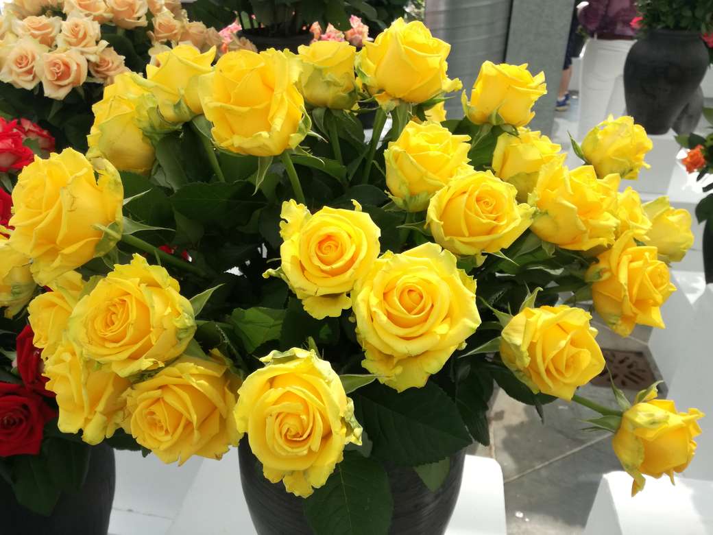 Жълти рози. онлайн пъзел