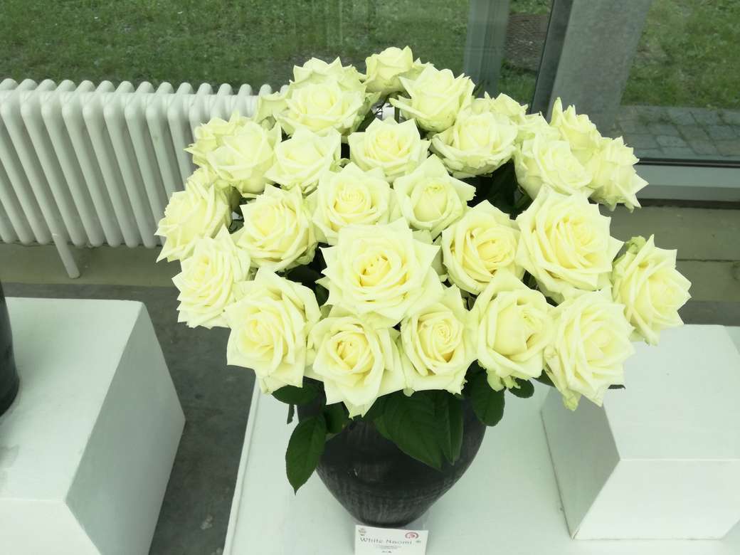 Белые розы онлайн-пазл