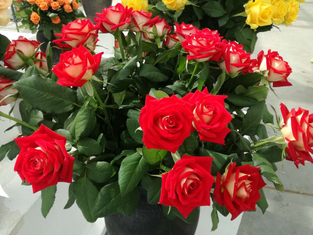 červené růže skládačky online