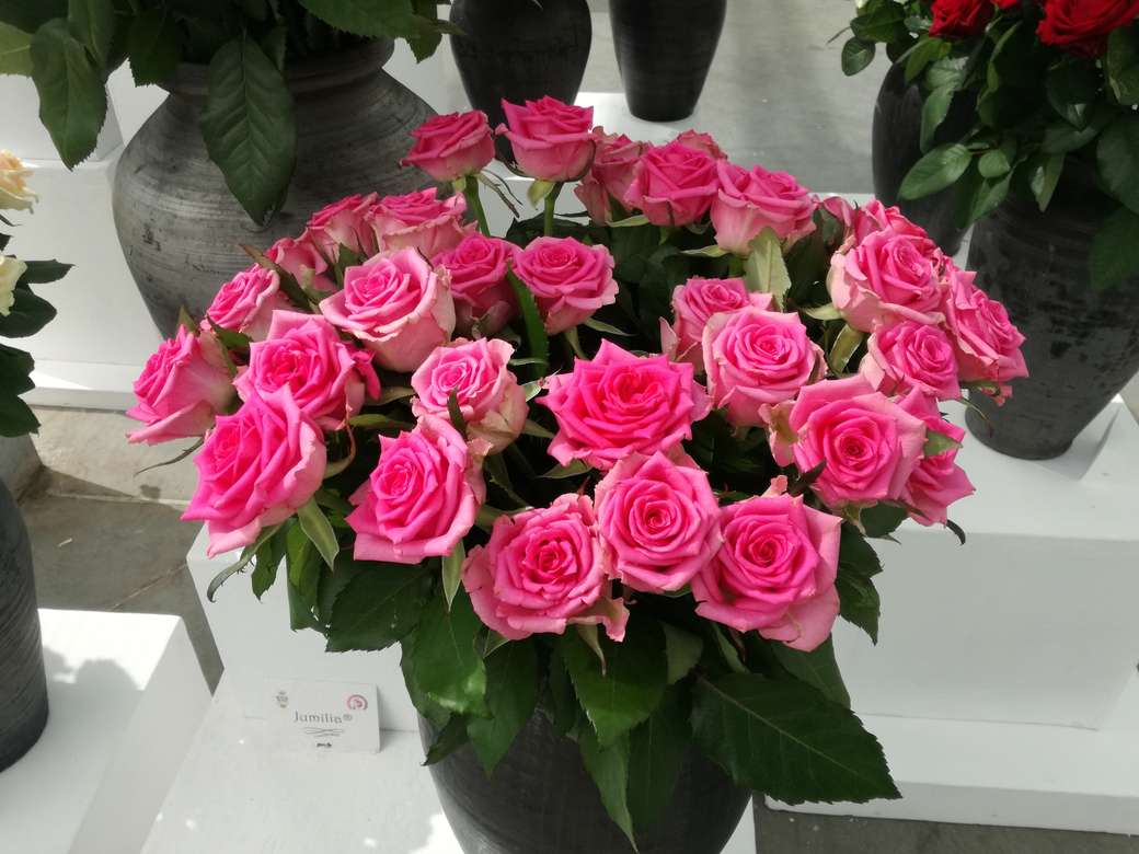 Пурпурни рози. онлайн пъзел