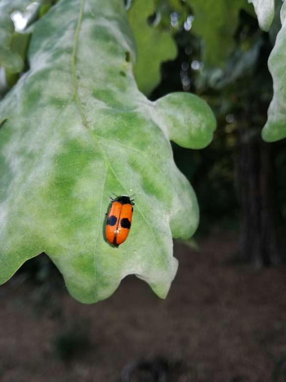 O insectă pe o frunză puzzle online