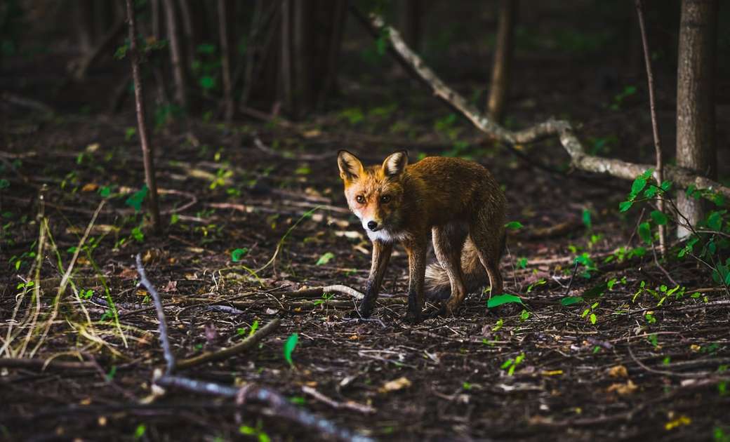 Vulpe într-o pădure de primăvară jigsaw puzzle online