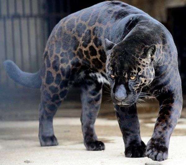 Black Panther. online puzzle