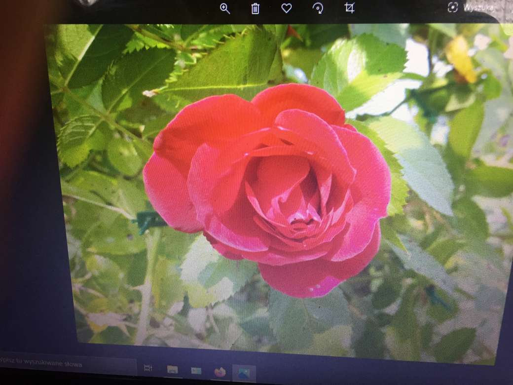 rosa rossa puzzle online