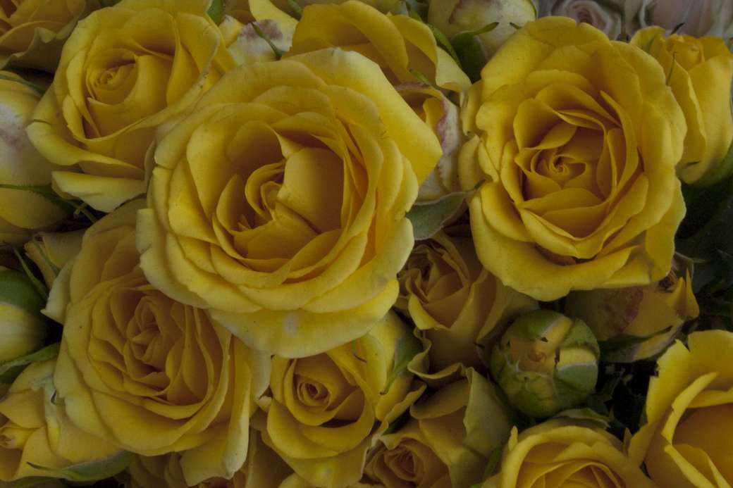 Rosas rococó amarillas rompecabezas en línea