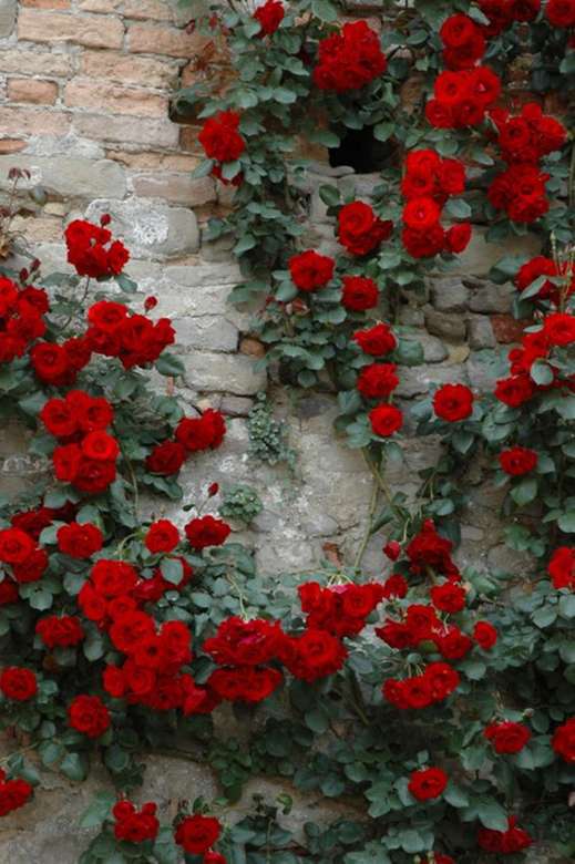Růže ... skládačky online