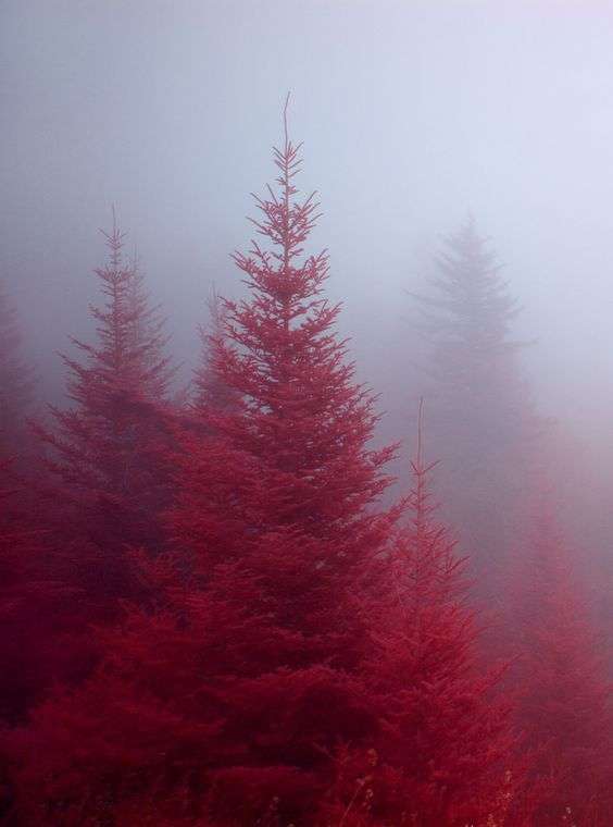 Den röda skogen pussel på nätet