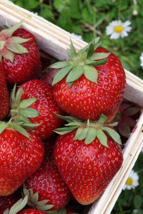 Läckra jordgubbar pussel på nätet
