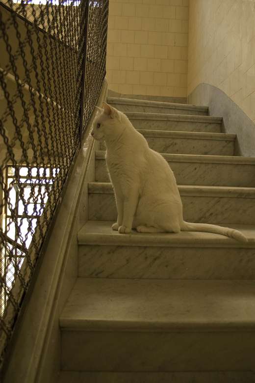 Тосіро на сходах пазл онлайн