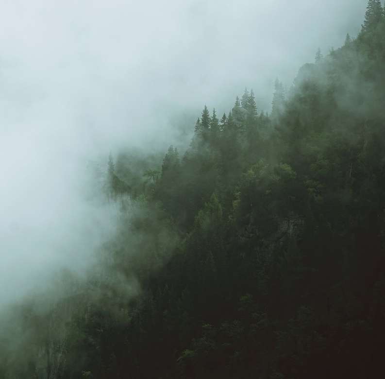 pădure acoperită de ceață albă puzzle online
