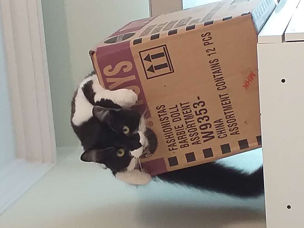 Кот на коробке онлайн-пазл