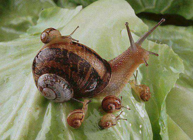 snail and its young online puzzle