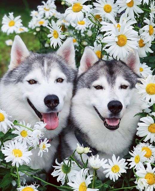 due cani husky puzzle online