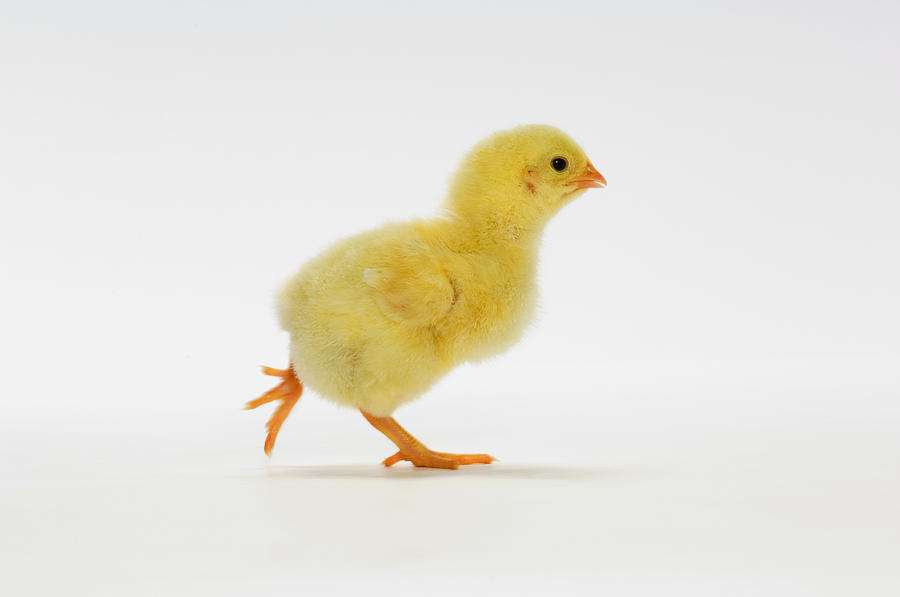animalelor de fermă Chick puzzle online