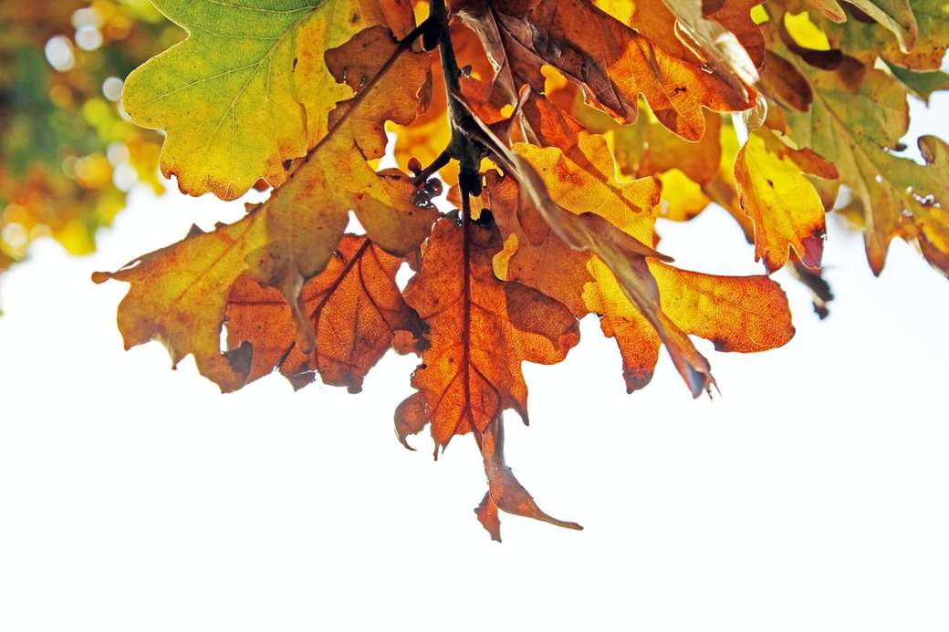 коричневе листя пазл онлайн