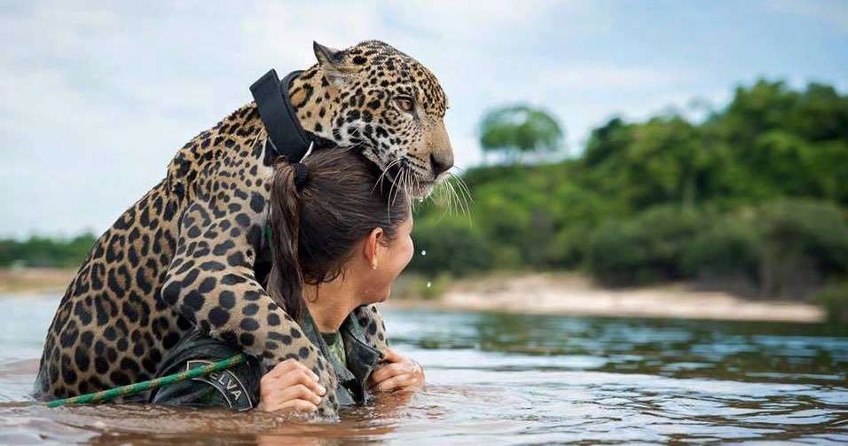 Φιλία μεταξύ jaguar και ανθρώπου online παζλ