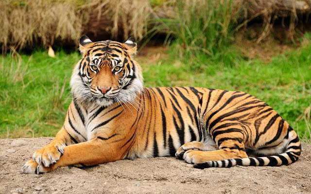 Tigre d'or asiatique puzzle en ligne