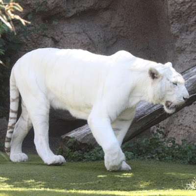 Белый бенгальский тигр пазл онлайн