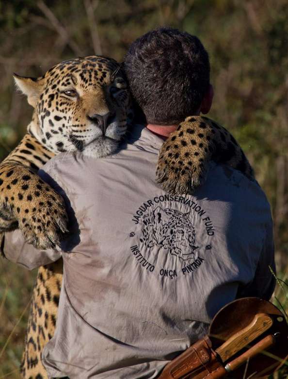 Biologen kämpfen für die Erhaltung des Jaguars Online-Puzzle