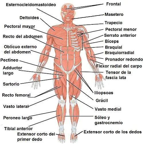 diagrama muscular para niños