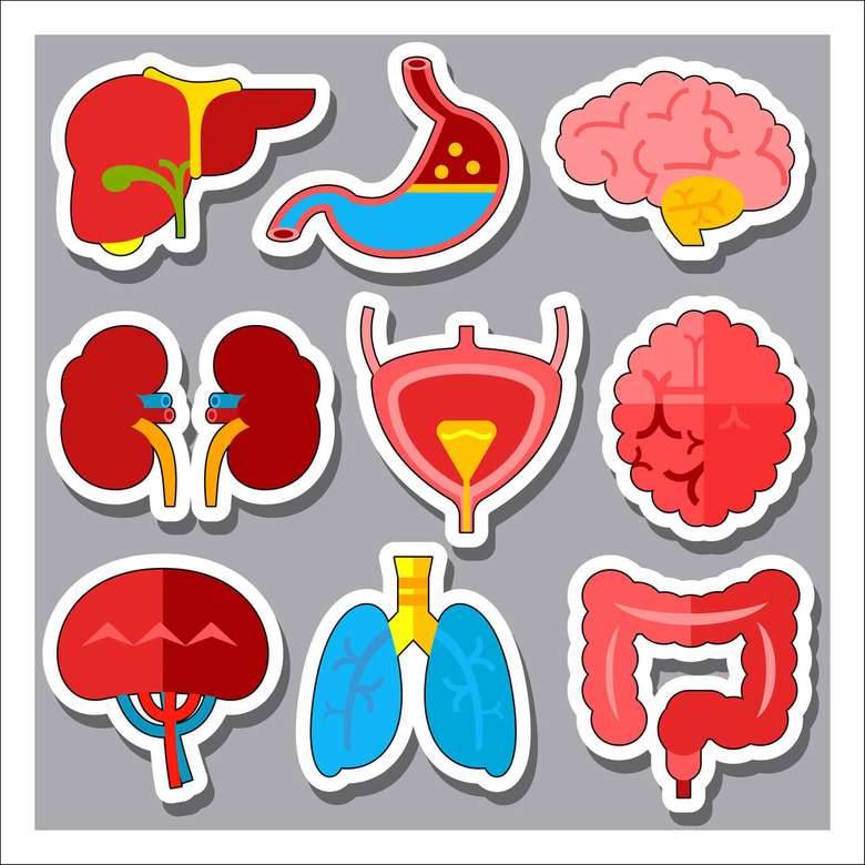 organs of the human body jigsaw puzzle online