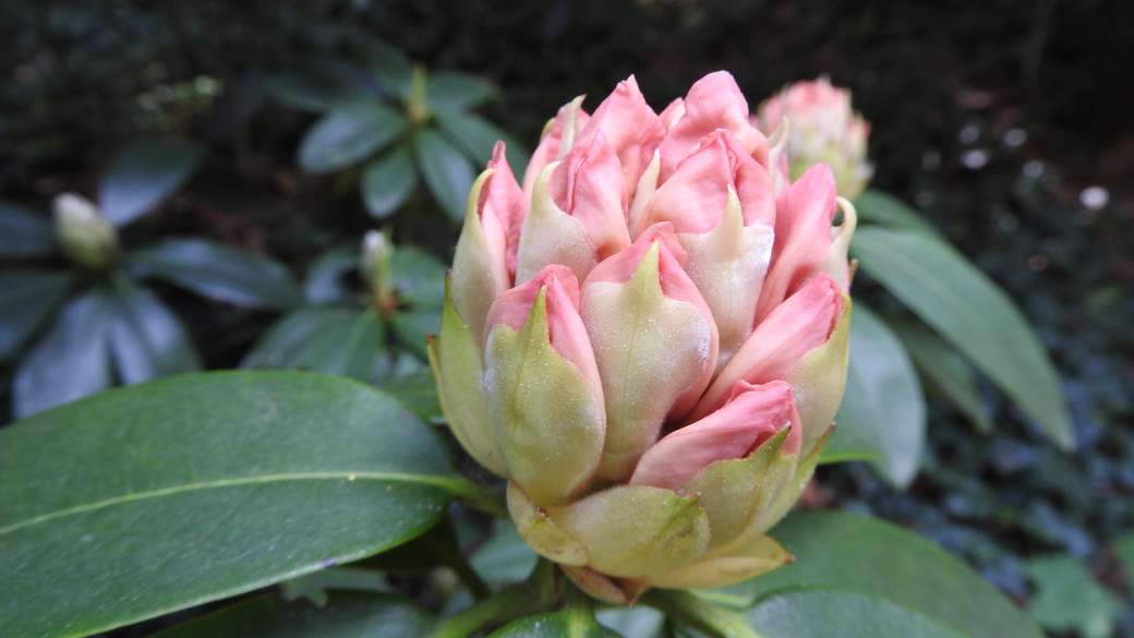 Blühender Rhododendron. Puzzlespiel online