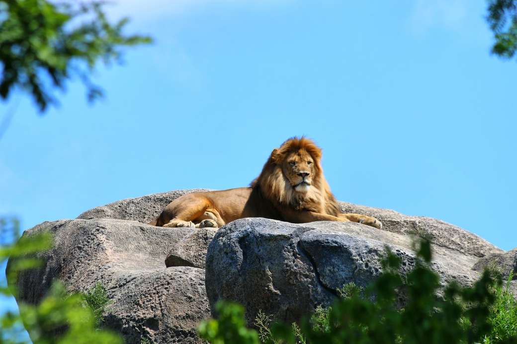 λιοντάρι πάνω σε βράχο παζλ online
