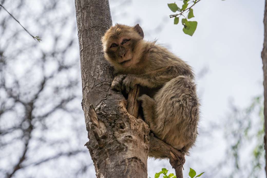 коричнева мавпа на дереві онлайн пазл