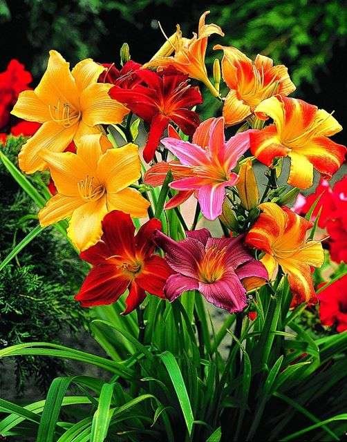 Daylilies coloridos. quebra-cabeças online