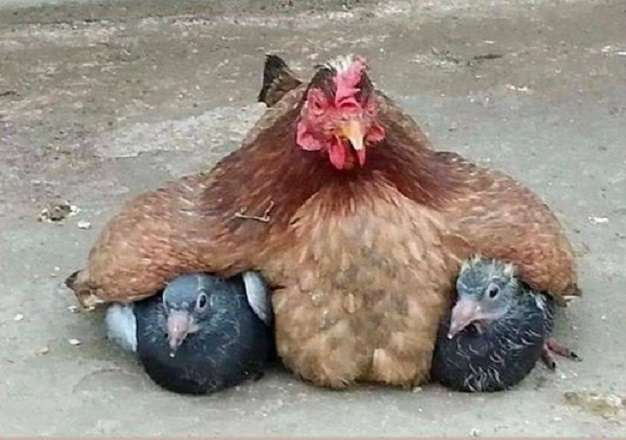Майка на кокошката. онлайн пъзел