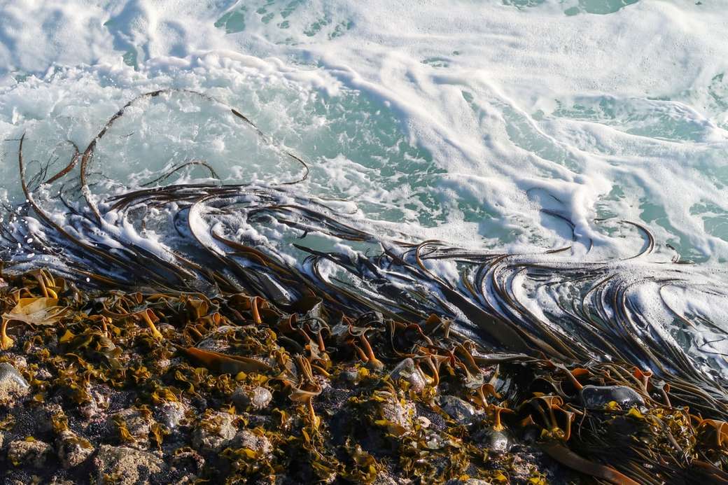 Algen in den Wellen. Puzzlespiel online