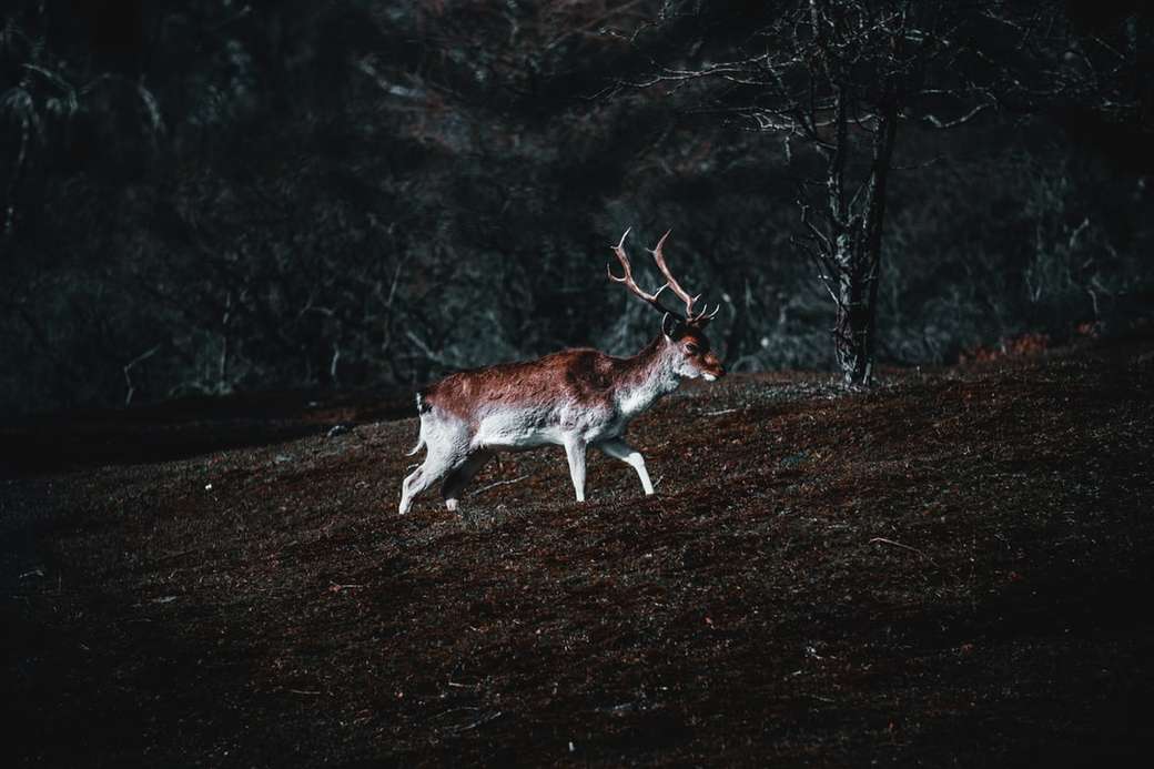 Deer in the wild online puzzle