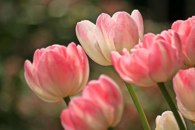 spring tulips online puzzle