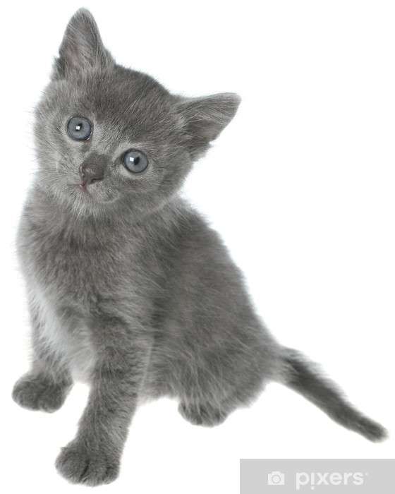 LITTLE GREY Kitten online puzzel
