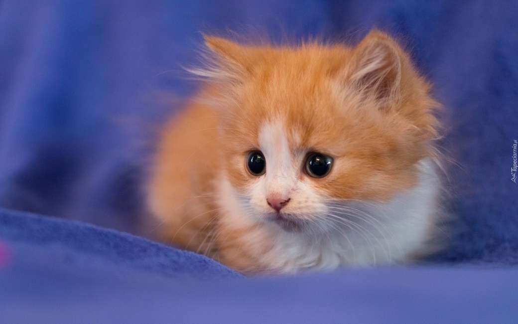 милый рыжий котенок пазл онлайн