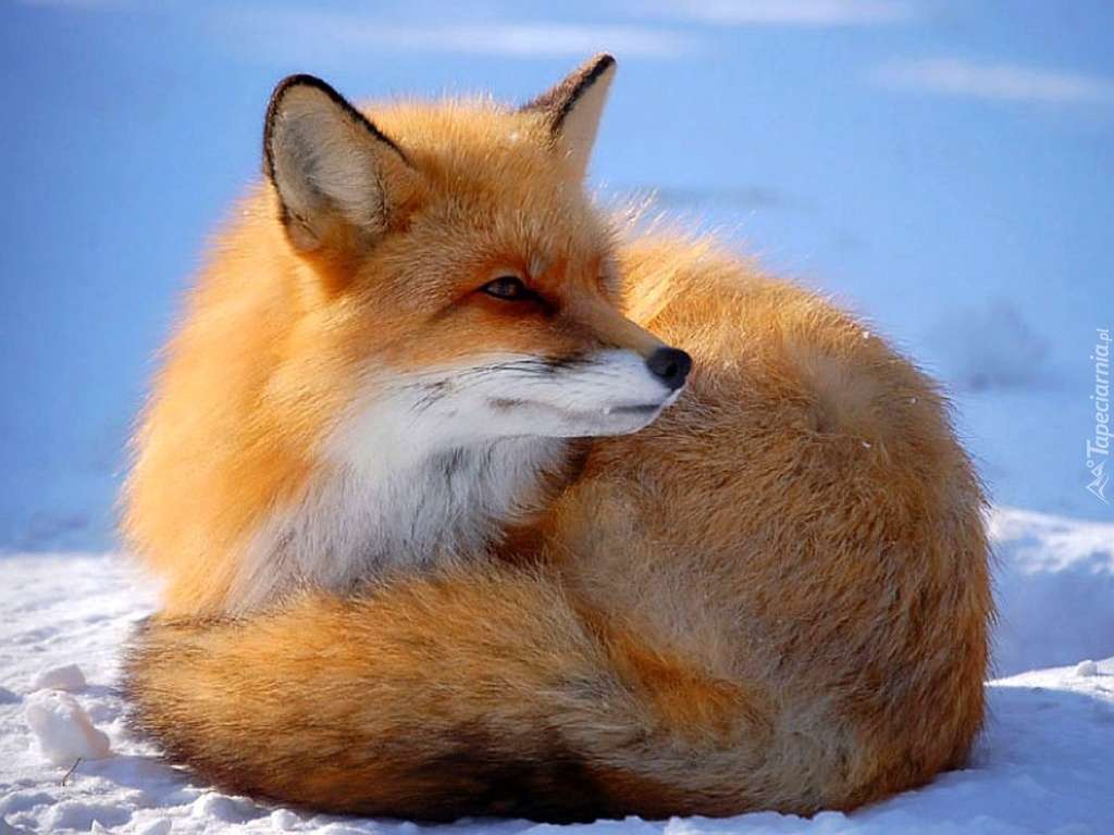 FOX FOX puzzle online