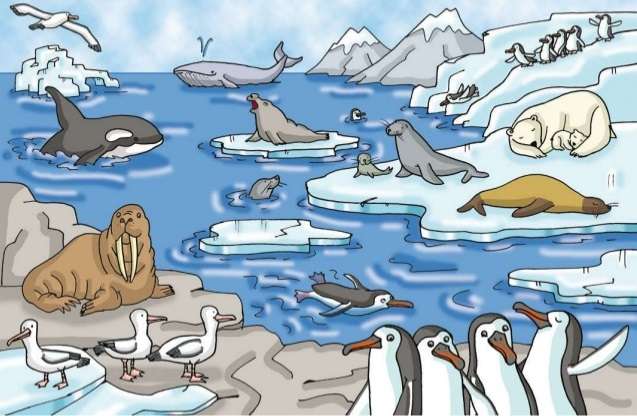 北極の動物 オンラインパズル