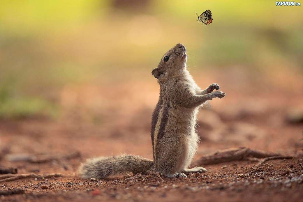 Eichhörnchen und Schmetterling Puzzlespiel online