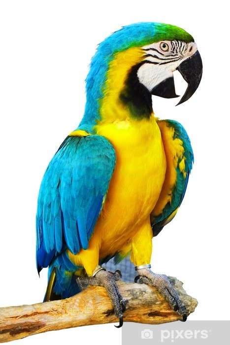 Um papagaio colorido puzzle online