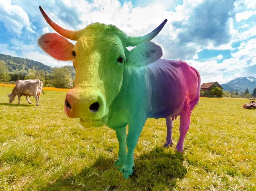 барвиста корова пазл онлайн