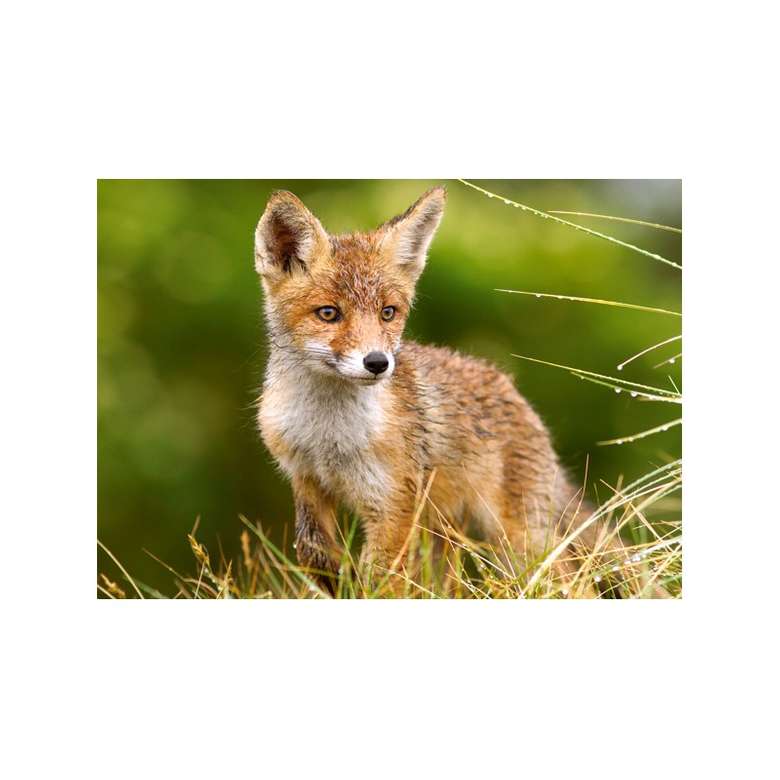LITTLE Fox v MEADOW skládačky online