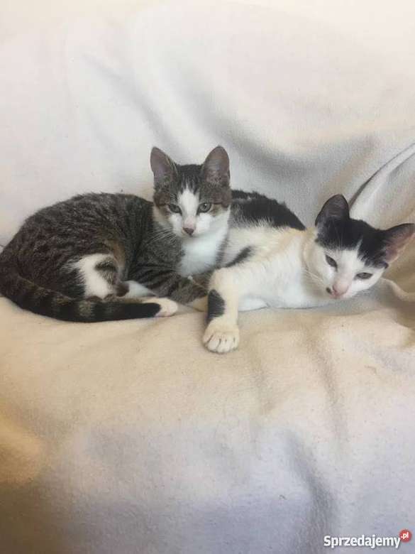 два милих кошеня пазл онлайн